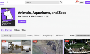 Twitch'in yeni Hayvanlar canlı yayın kategorisi size o bulanık hissi verebilir