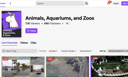Twitch'in yeni Hayvanlar canlı yayın kategorisi size o bulanık hissi verebilir